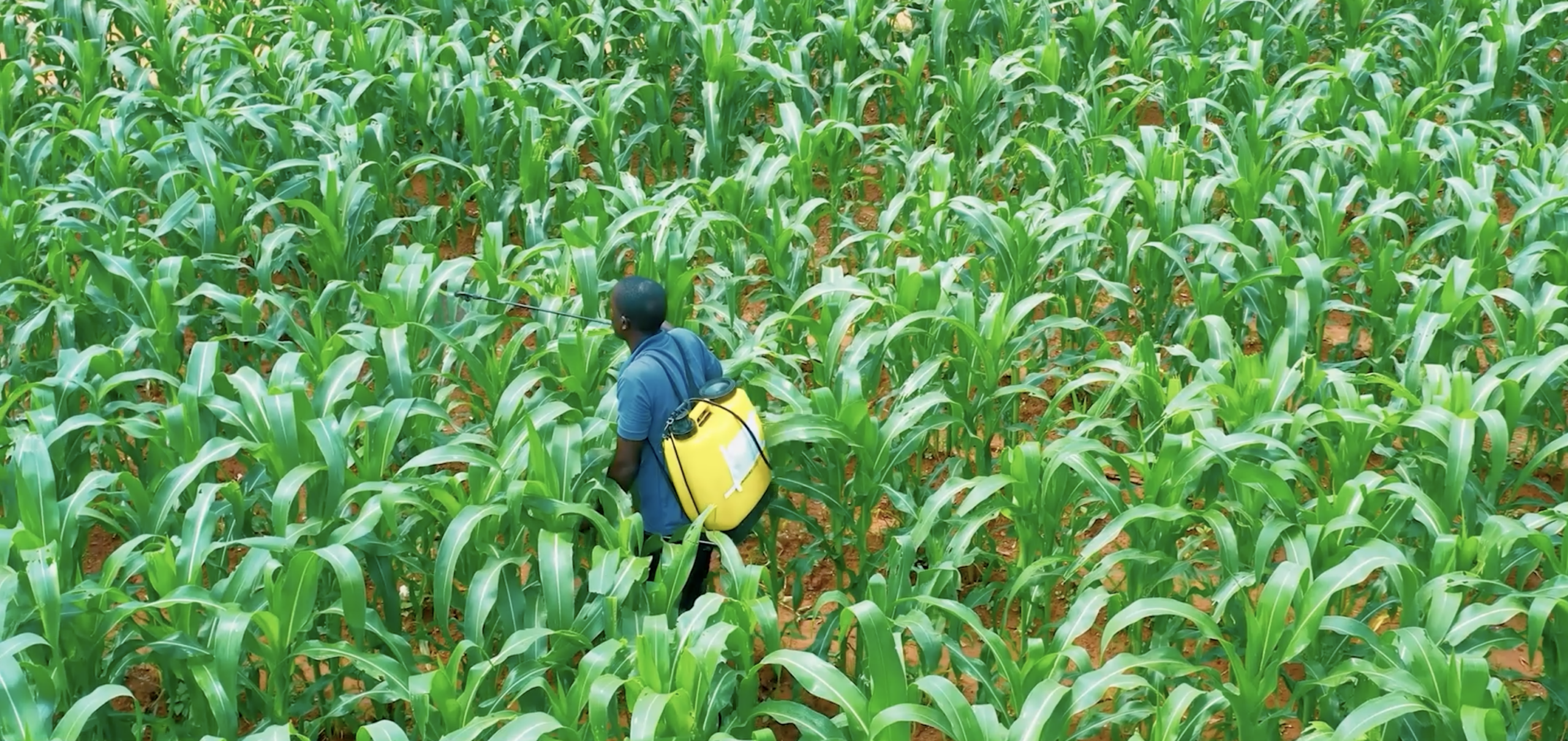 Why Farmers Are Switching to Nano Urea Fertiliser in Malawi